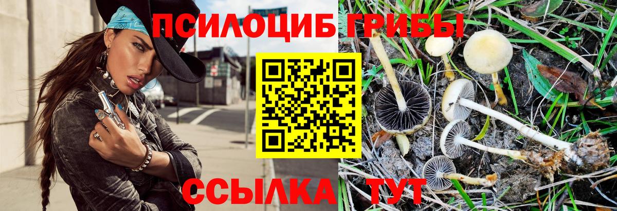 Галлюциногенные грибы MAGIC MUSHROOMS  Вход с VPN  Обнинск  Галлюциногенные грибы Psilocybine cubensis 